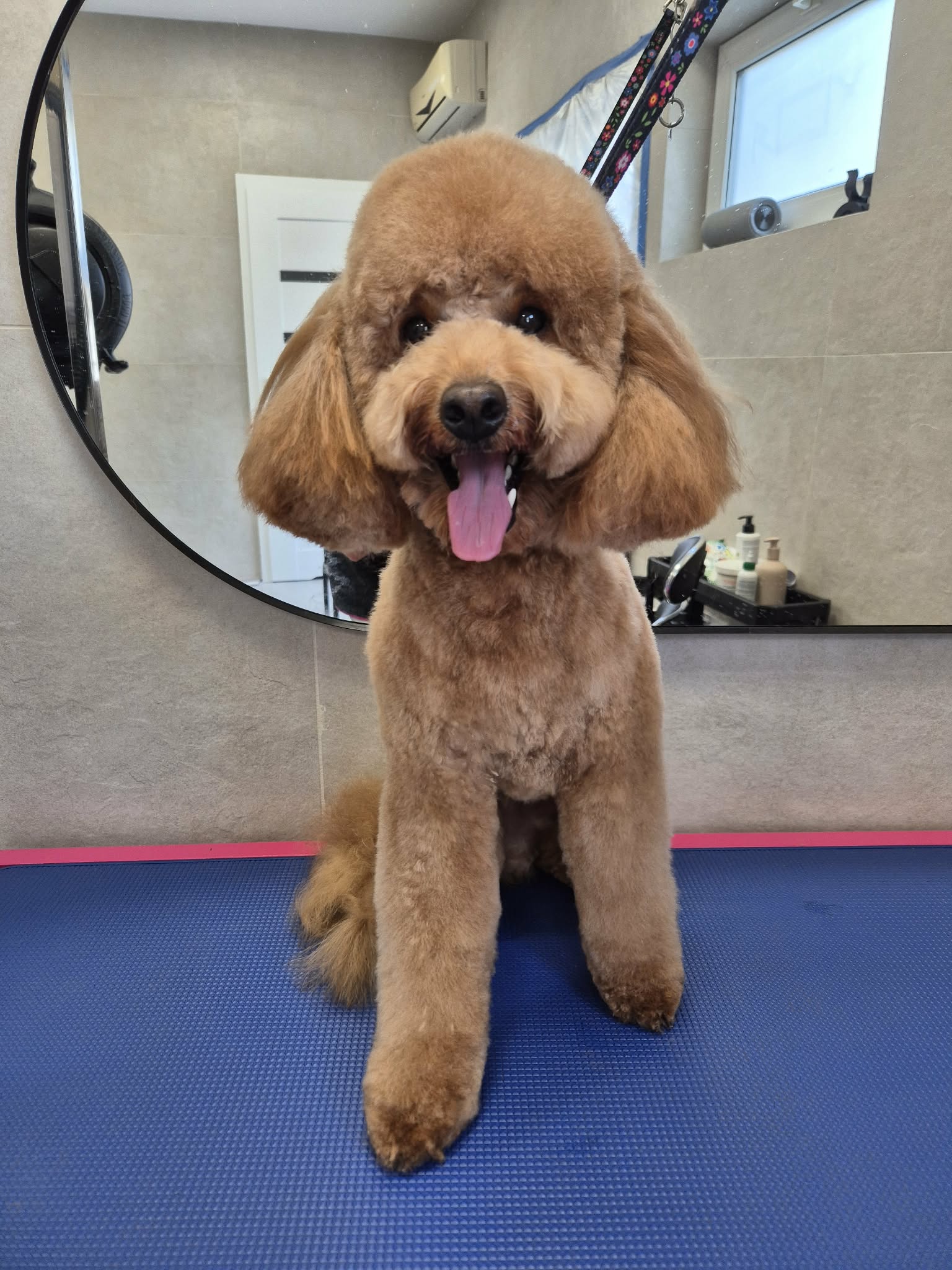 Pies po strzyżeniu na miśka w Wyczesane Studio Groomingu — okrągła, puszysta fryzura